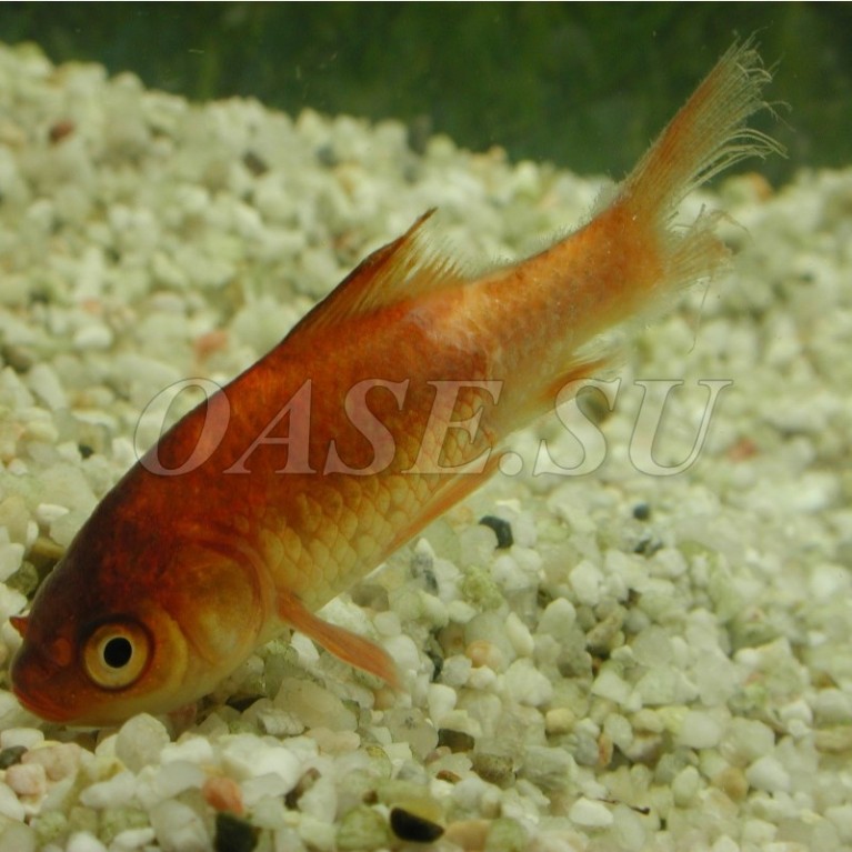 Внутренние и наружные бактериальные инфекции - AquaActiv AntiBakterien 500 ml