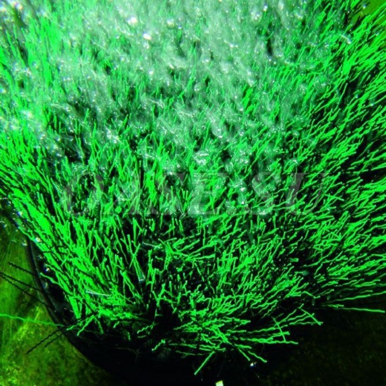 Комплект аэратор береговой OxyTex CWS Set 1000