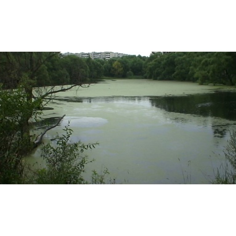 Биопрепарат Микрозим "Понд Трит", 5000гр, для пруда до 1000м2 (на весь сезон)