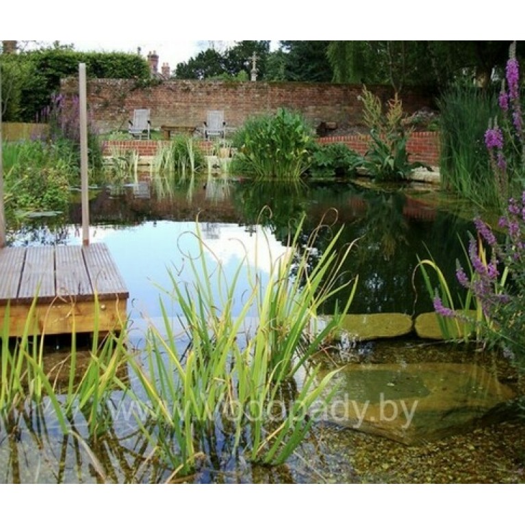 Хлорелла для прудов и водоемов "CHLORELLER" ДЛЯ ОЧИСТКИ и алголизации ПРУДов НА ОСНОВЕ ХЛОРЕЛЛЫ VULGARIS, 10Л (ДЛЯ ПРУДА ДО 2000М2)