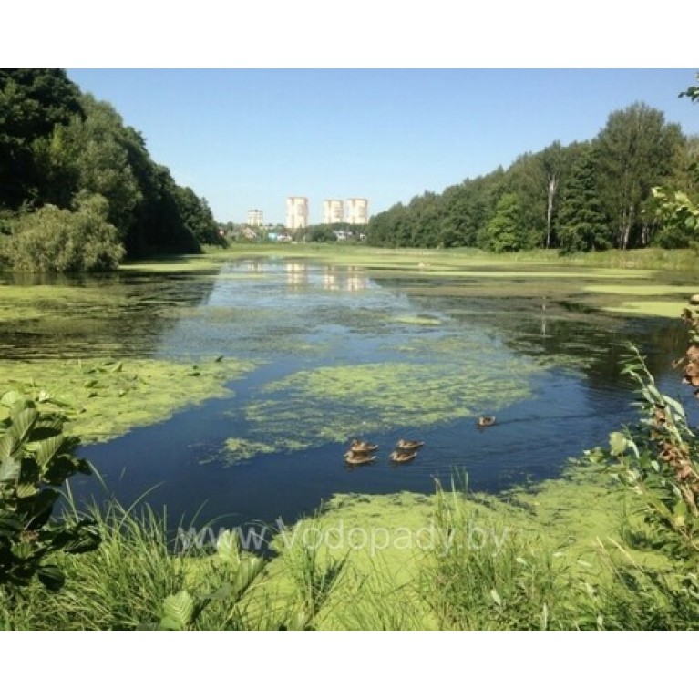 Хлорелла для прудов и водоемов "CHLORELLER" ДЛЯ ОЧИСТКИ и алголизации ПРУДов НА ОСНОВЕ ХЛОРЕЛЛЫ VULGARIS, 10Л (ДЛЯ ПРУДА ДО 2000М2)