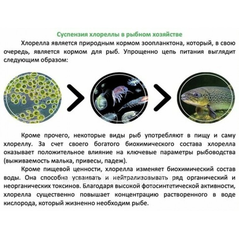 Хлорелла для прудов и водоемов "CHLORELLER" ДЛЯ ОЧИСТКИ и алголизации ПРУДов НА ОСНОВЕ ХЛОРЕЛЛЫ VULGARIS, 5Л (ДЛЯ ПРУДА ДО 1000М2)