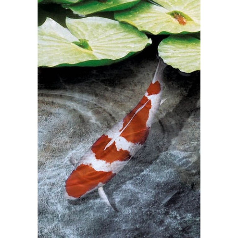 УФ-стерилизатор PU-18, для пруда 18000 л, 8000 л/ч, 18 вт, 220 В, В корпусе из пластика